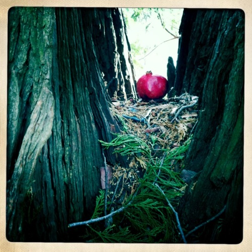 an offering to a favorite tree!